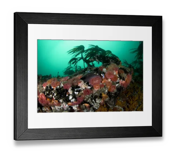 Framed Print : Anemones, kelp and other marine life on rock underwater, Saltstraumen, Bod, Norway