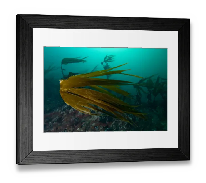 Framed Print : Forest kelp (Laminaria hyperborea) Saltstraumen, Bod, Norway, October 2008 Framed Print : Forest kelp (Laminaria hyperborea) Saltstraumen, Bod, Norway, October 2008