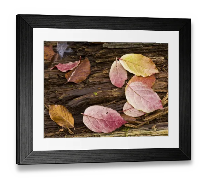 Framed Print : Spindle (Euonymus sp) and European beech (Fagus sylvatica) leaves on a fallen tree trunk Framed Print : Spindle (Euonymus sp) and European beech (Fagus sylvatica) leaves on a fallen tree trunk