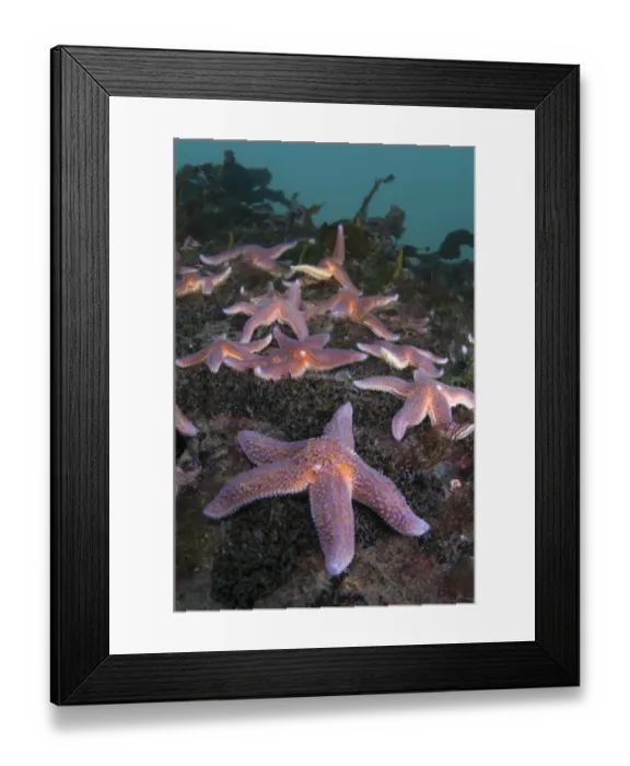 Framed Print : Common starfish (Asterias rubens) group, Saltstraumen, Bod, Norway, October 2008 Framed Print : Common starfish (Asterias rubens) group, Saltstraumen, Bod, Norway, October 2008