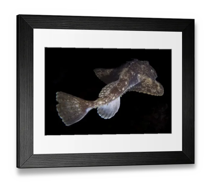 Framed Print : Rear view of Anglerfish (Lophius piscatorius) Saltstraumen, Bod, Norway, October 2008