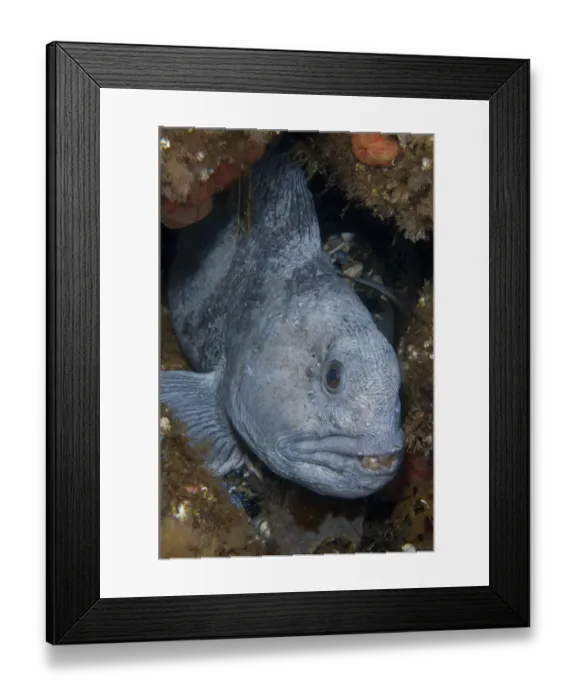 Framed Print : Atlantic wolffish (Anarhichas lupus) in hole between rocks, Saltstraumen, Bod, Norway Framed Print : Atlantic wolffish (Anarhichas lupus) in hole between rocks, Saltstraumen, Bod, Norway