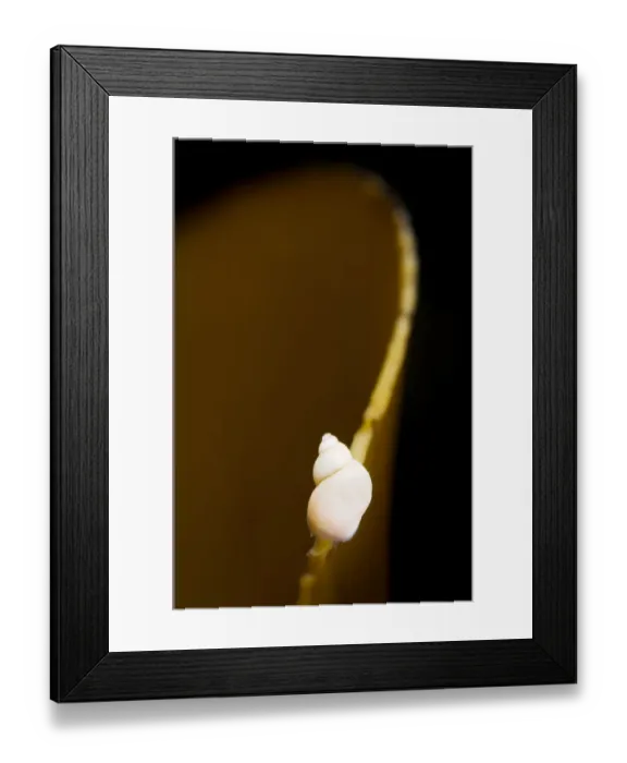Framed Print : Banded chink shell (Lacuna vincta) feeding on Kelp leaf, Saltstraumen, Bod, Norway Framed Print : Banded chink shell (Lacuna vincta) feeding on Kelp leaf, Saltstraumen, Bod, Norway