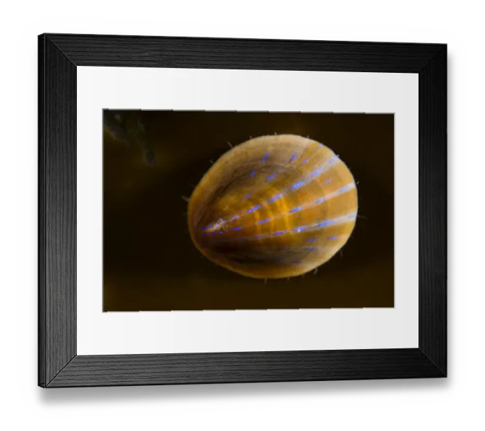 Framed Print : Blue rayed limpet (Patina / Ansates pellucida) Saltstraumen, Bod, Norway, October 2008 Framed Print : Blue rayed limpet (Patina / Ansates pellucida) Saltstraumen, Bod, Norway, October 2008