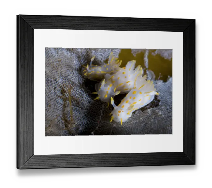 Framed Print : Three Nudibranchs (Polycera quadrilineata) on Kelp encrusted with Sea-mat / Lacy crust bryozoan Framed Print : Three Nudibranchs (Polycera quadrilineata) on Kelp encrusted with Sea-mat / Lacy crust bryozoan