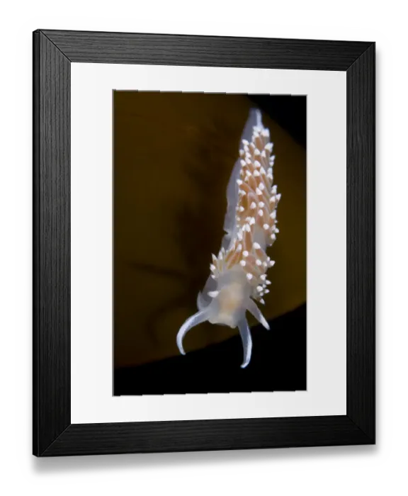 Framed Print : Nudibranch (Flabellina verrucosa) on seaweed, Saltstraumen, Bod, Norway, October 2008