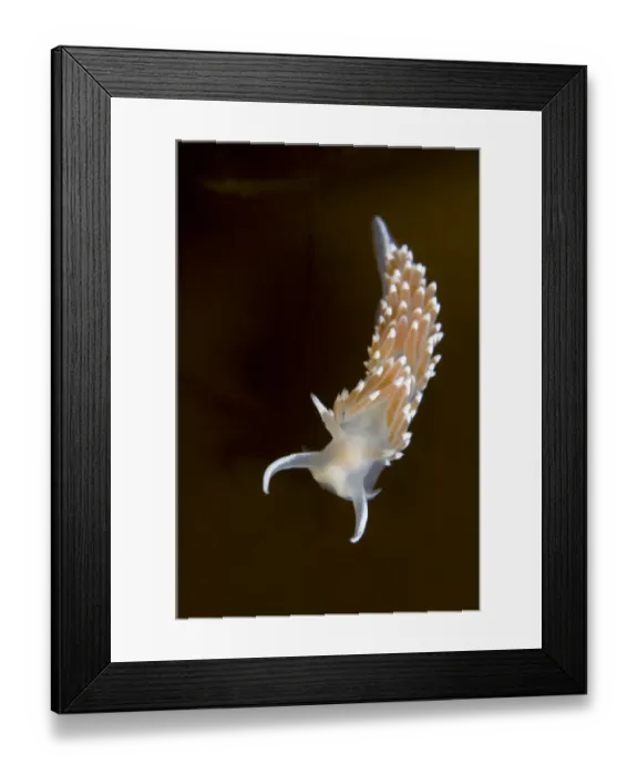 Framed Print : Nudibranch (Flabellina verrucosa) on seaweed, Saltstraumen, Bod, Norway, October 2008