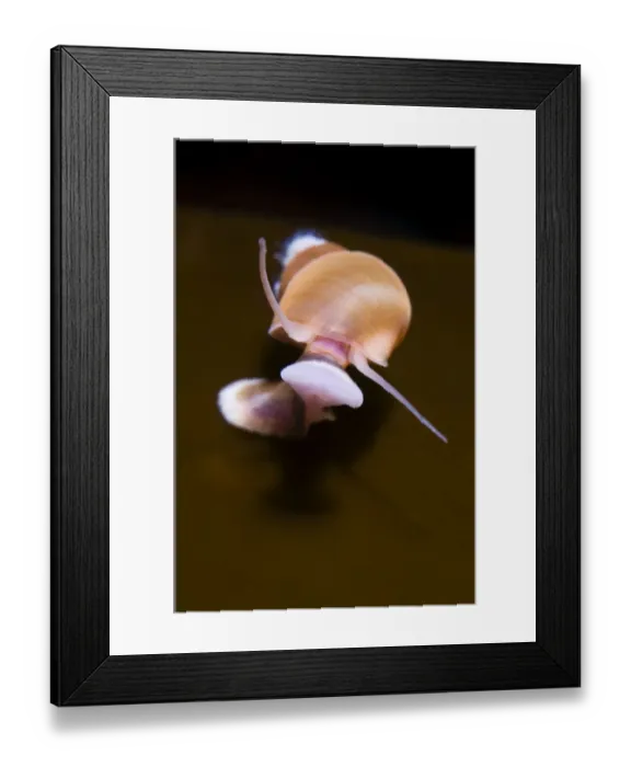 Framed Print : Banded chink shell (Lacuna vincta) swimming, Saltstraumen, Bod, Norway, October 2008 Framed Print : Banded chink shell (Lacuna vincta) swimming, Saltstraumen, Bod, Norway, October 2008