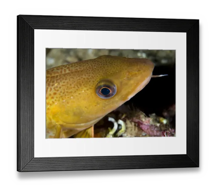 Framed Print : Atlantic cod (Gadus morhua) portrait, Saltstraumen, Bod, Norway, October 2008 Framed Print : Atlantic cod (Gadus morhua) portrait, Saltstraumen, Bod, Norway, October 2008