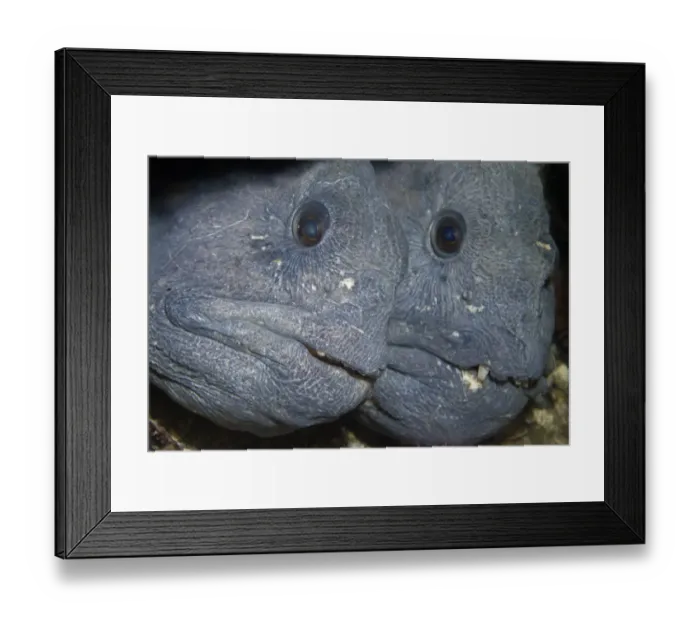 Framed Print : Two Atlantic wolffish (Anarhichas lupus) Saltstraumen, Bod, Norway, October 2008
