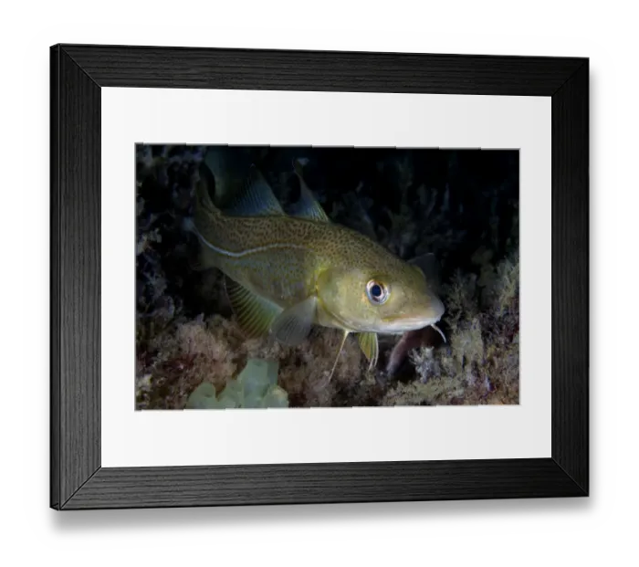 Framed Print : Atlantic cod (Gadus morhua) Saltstraumen, Bod, Norway, October 2008 Framed Print : Atlantic cod (Gadus morhua) Saltstraumen, Bod, Norway, October 2008