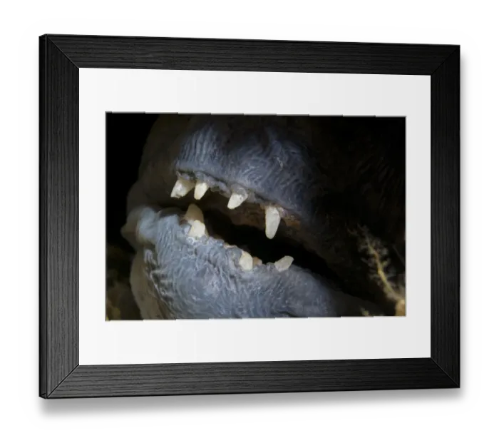 Framed Print : Atlantic wolffish (Anarhichas lupus) close-up of mouth, Saltstraumen, Bod, Norway
