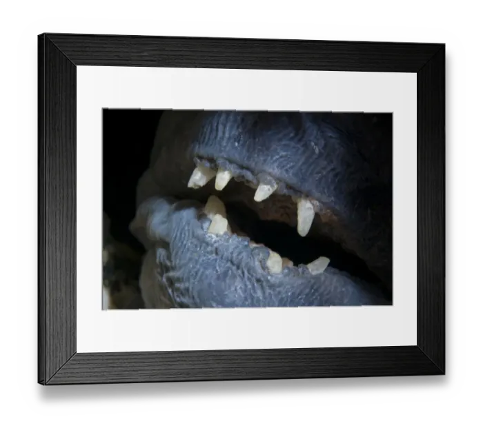Framed Print : Atlantic wolffish (Anarhichas lupus) close-up of mouth, Saltstraumen, Bod, Norway Framed Print : Atlantic wolffish (Anarhichas lupus) close-up of mouth, Saltstraumen, Bod, Norway