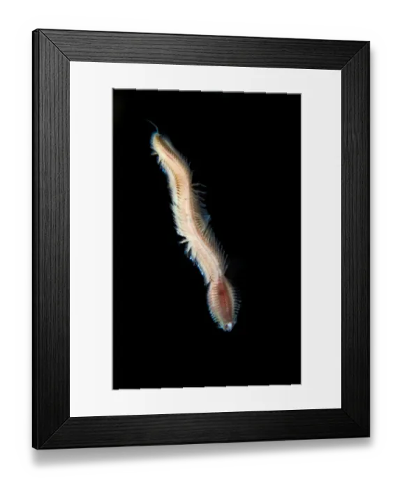 Framed Print : Bristleworm {Nereididae} swimming, Saltstraumen, Bod, Norway, October 2008 Framed Print : Bristleworm {Nereididae} swimming, Saltstraumen, Bod, Norway, October 2008