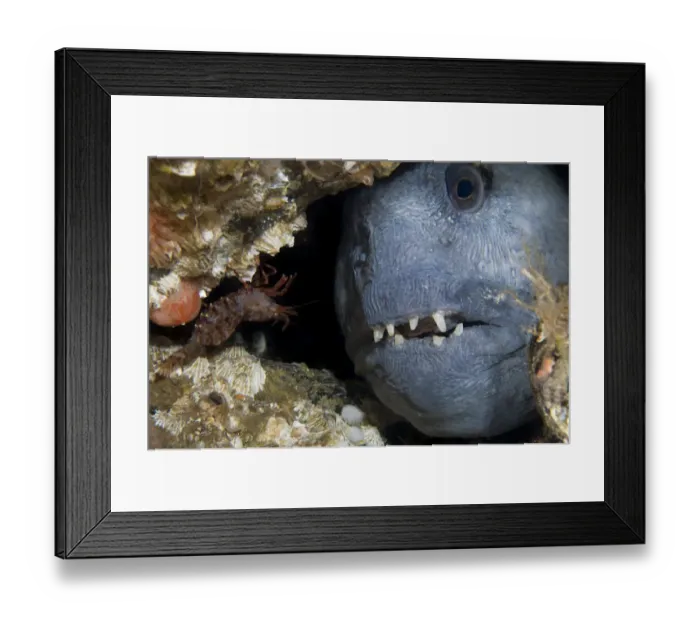 Framed Print : Atlantic wolffish (Anarhichas lupus) looking through hole in rocks, Saltstraumen Framed Print : Atlantic wolffish (Anarhichas lupus) looking through hole in rocks, Saltstraumen