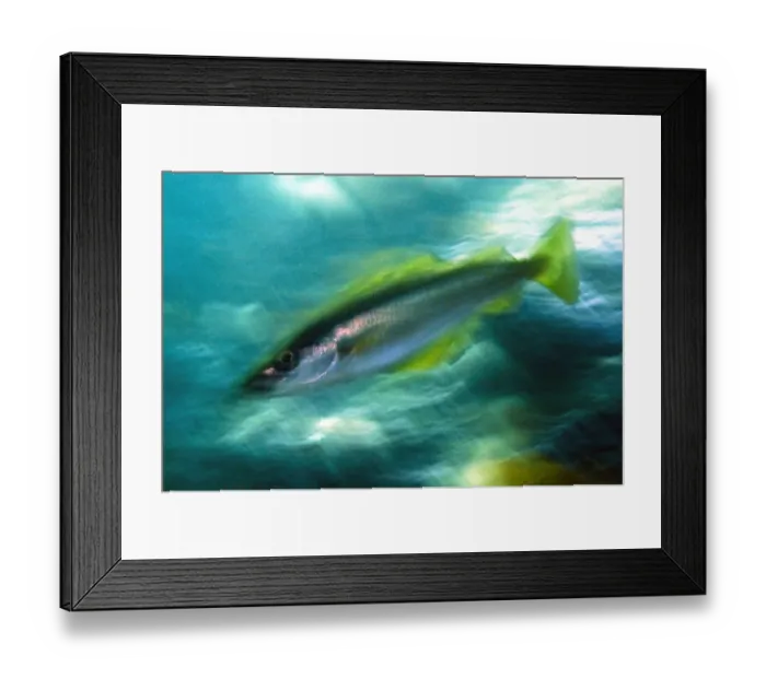 Framed Print : Coalfish / Saithe (Pollachius virens) Saltstraumen, Bod, Norway, October 2008 Framed Print : Coalfish / Saithe (Pollachius virens) Saltstraumen, Bod, Norway, October 2008