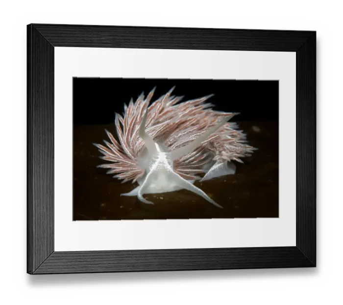 Framed Print : Nudibranch (Flabellina lineata) on seaweed, Saltstraumen, Bod, Norway, October 2008 Framed Print : Nudibranch (Flabellina lineata) on seaweed, Saltstraumen, Bod, Norway, October 2008