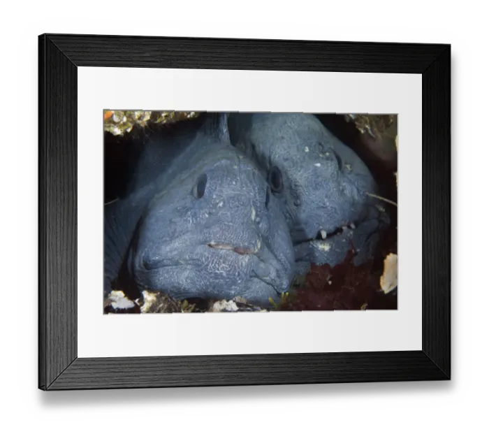 Framed Print : Two Atlantic wolffish (Anarhichas lupus) side by side, Saltstraumen, Bod, Norway Framed Print : Two Atlantic wolffish (Anarhichas lupus) side by side, Saltstraumen, Bod, Norway
