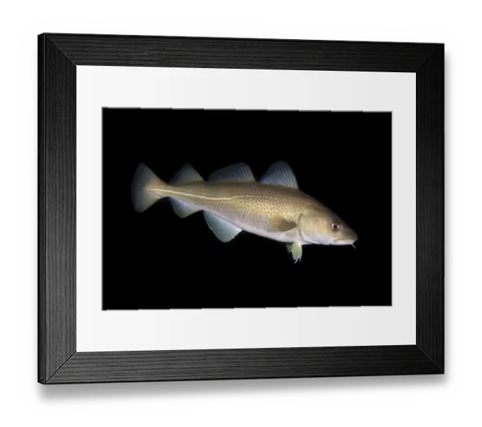 Framed Print : Atlantic cod (Gadus morhua) portrait, Saltstraumen, Bod, Norway, October 2008 Framed Print : Atlantic cod (Gadus morhua) portrait, Saltstraumen, Bod, Norway, October 2008