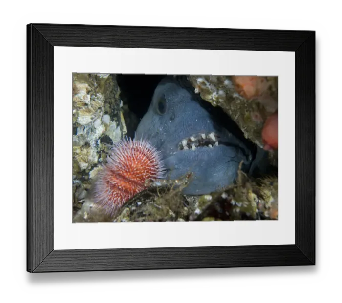 Framed Print : Atlantic wolffish (Anarhichas lupus) approaching Sea urchin, Saltstraumen, Bod, Norway Framed Print : Atlantic wolffish (Anarhichas lupus) approaching Sea urchin, Saltstraumen, Bod, Norway