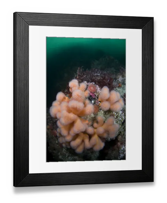 Framed Print : Dead mens fingers (Alcyonium digitatum) growing on rock, Saltstraumen, Bod, Norway