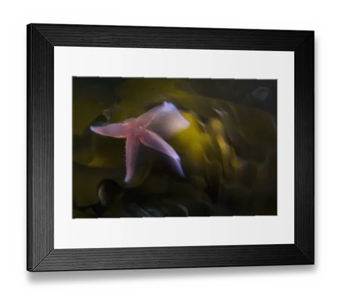 Framed Print : Common starfish (Asterias rubens) swimming, Saltstraumen, Bod, Norway, October 2008 Framed Print : Common starfish (Asterias rubens) swimming, Saltstraumen, Bod, Norway, October 2008