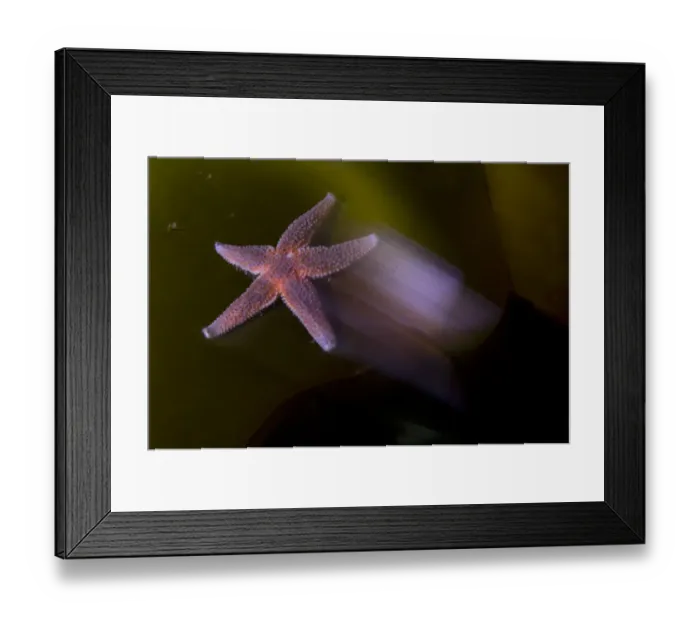 Framed Print : Common starfish (Asterias rubens) moving, Saltstraumen, Bod, Norway, October 2008 Framed Print : Common starfish (Asterias rubens) moving, Saltstraumen, Bod, Norway, October 2008