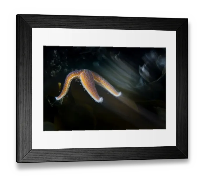 Framed Print : Common starfish (Asterias rubens) moving, Saltstraumen, Bod, Norway, October 2008 Framed Print : Common starfish (Asterias rubens) moving, Saltstraumen, Bod, Norway, October 2008
