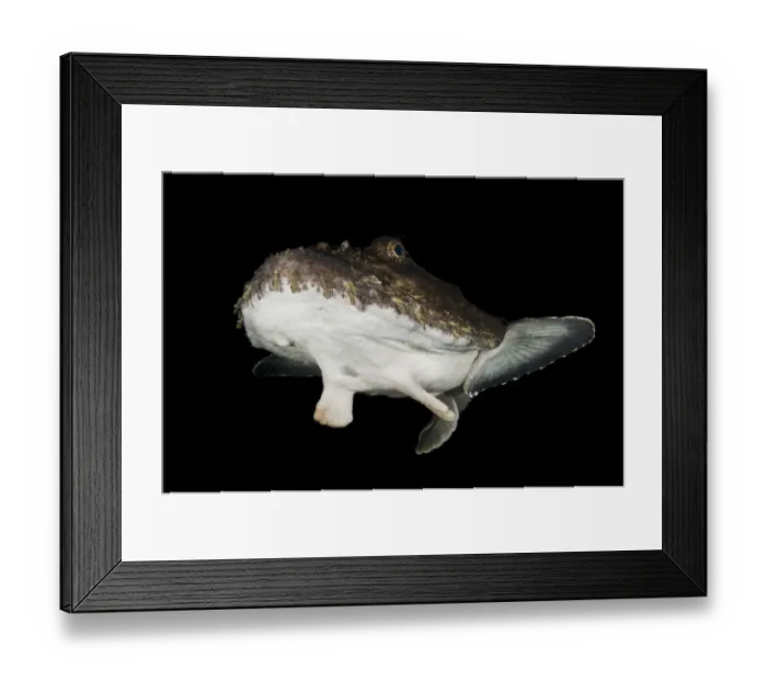 Framed Print : Anglerfish (Lophius piscatorius) Saltstraumen, Bod, Norway, October 2008 Framed Print : Anglerfish (Lophius piscatorius) Saltstraumen, Bod, Norway, October 2008