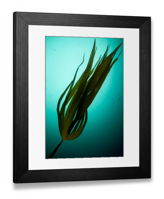 Framed Print : Forest kelp (Laminaria hyperborea) Saltstraumen, Bod, Norway, October 2008 Framed Print : Forest kelp (Laminaria hyperborea) Saltstraumen, Bod, Norway, October 2008