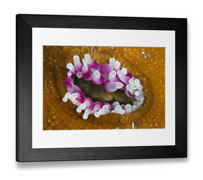 Framed Print : Dahlia anemone (Urticina felina) in the process of opening / retracting tentacles Framed Print : Dahlia anemone (Urticina felina) in the process of opening / retracting tentacles