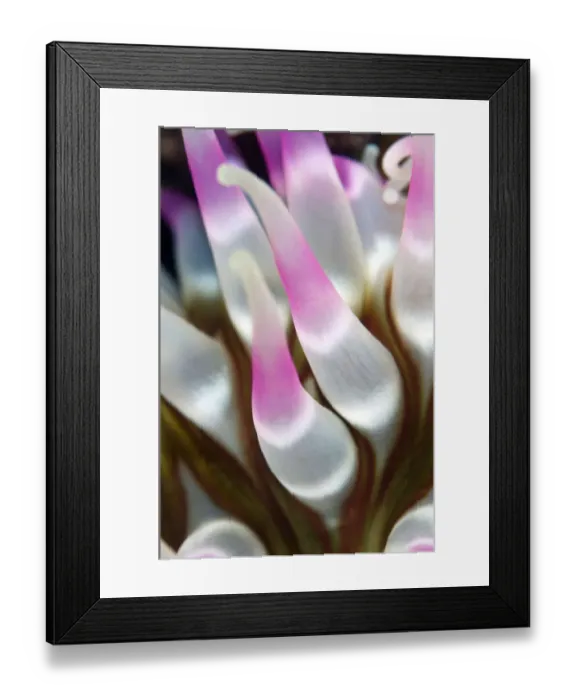 Framed Print : Dahlia anemone (Urticina felina) close-up of tentacles, Saltstraumen, Bod, Norway Framed Print : Dahlia anemone (Urticina felina) close-up of tentacles, Saltstraumen, Bod, Norway