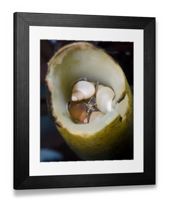 Framed Print : Amphipod (Gammarellus homari) hiding amongst snails in a Kelp stem, Saltstraumen Framed Print : Amphipod (Gammarellus homari) hiding amongst snails in a Kelp stem, Saltstraumen