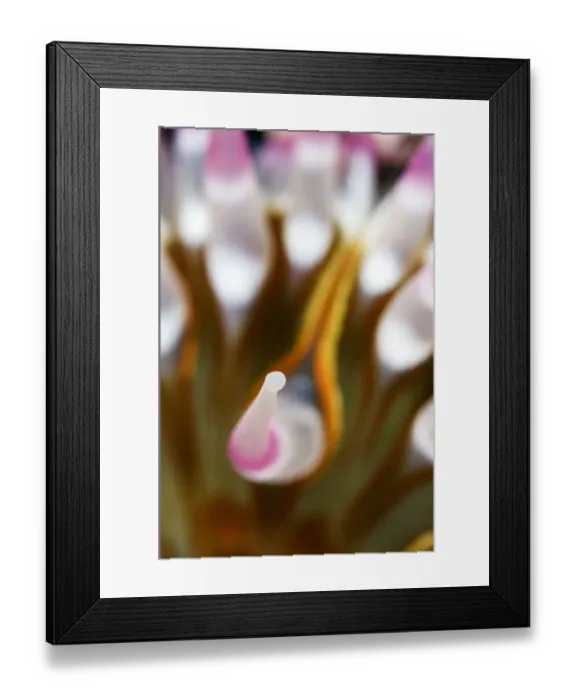 Framed Print : Anemone (Urticina eques) close-up of tentacle, Saltstraumen, Bod, Norway, October 2008 Framed Print : Anemone (Urticina eques) close-up of tentacle, Saltstraumen, Bod, Norway, October 2008