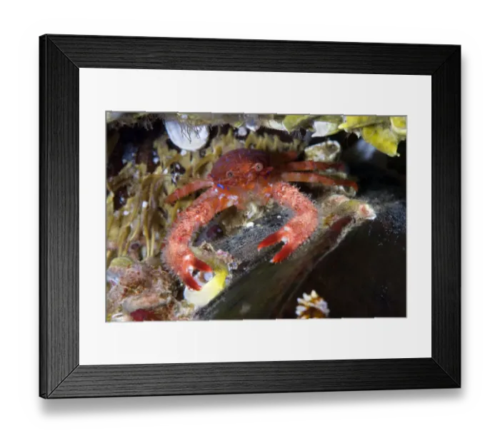 Framed Print : Spiny Squat lobster (Galathea strigosa) climbing on top of a mussel, Saltstraumen