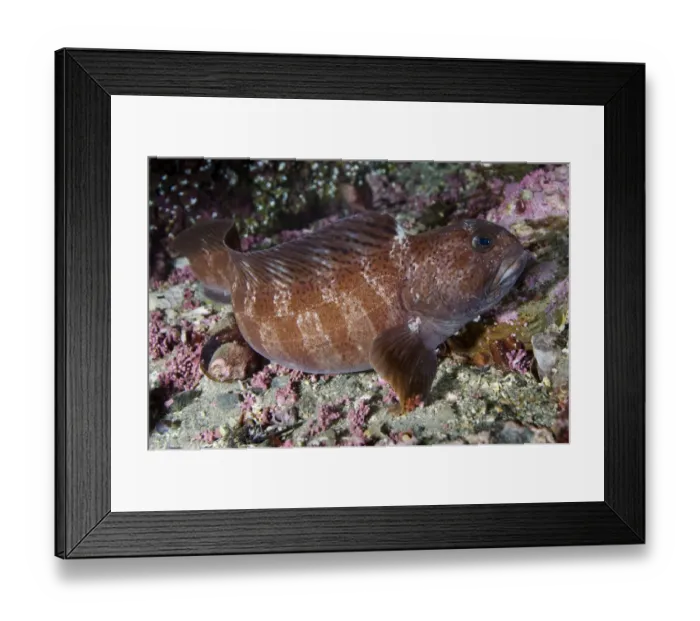 Framed Print : Juvenile Atlantic wolffish (Anarhichas lupus) Saltstraumen, Bod, Norway, October 2008