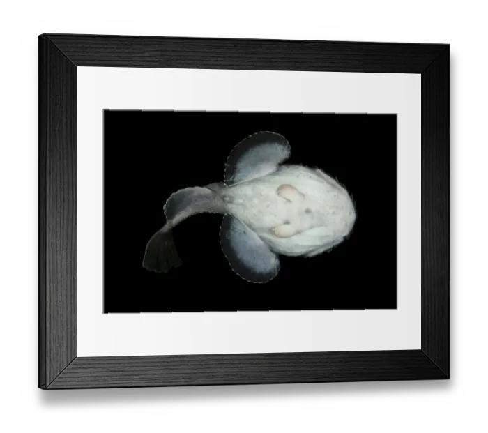 Framed Print : Anglerfish (Lophius piscatorius) underside, Saltstraumen, Bod, Norway, October 2008