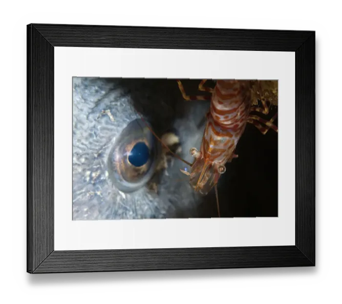 Framed Print : Shrimp (Lebbeus polaris) eyeballing an Atlantic wolffish (Anarhichas lupus) Saltstraumen Framed Print : Shrimp (Lebbeus polaris) eyeballing an Atlantic wolffish (Anarhichas lupus) Saltstraumen