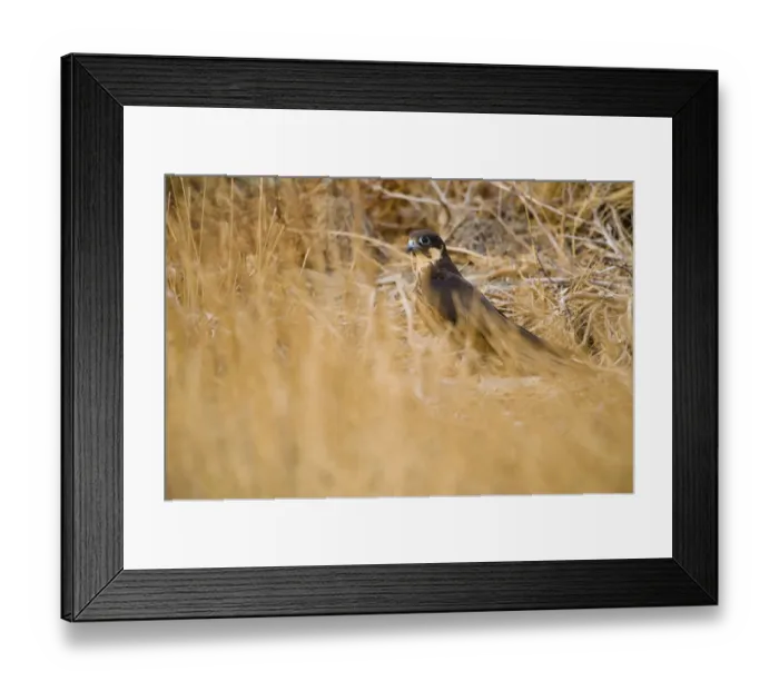 Framed Print : Eleonoras falcon (Falco eleonorae), Andros, Greece, September 2008 Framed Print : Eleonoras falcon (Falco eleonorae), Andros, Greece, September 2008