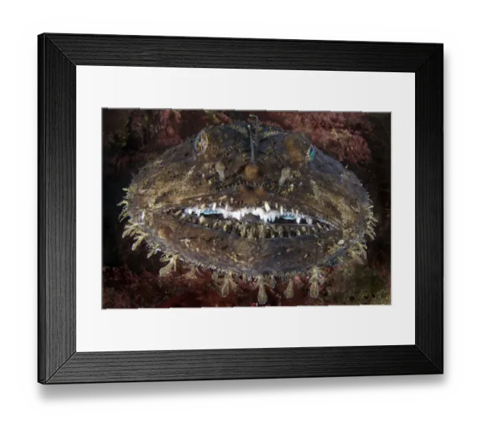 Framed Print : Anglerfish (Lophius piscatorius) portrait, Saltstraumen, Bod, Norway, October 2008 Framed Print : Anglerfish (Lophius piscatorius) portrait, Saltstraumen, Bod, Norway, October 2008