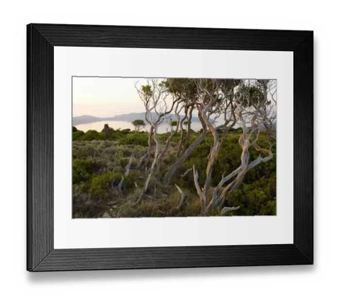 Framed Print : Trees at dawn, Alonissos island, Greece, September 2008. WWE BOOK