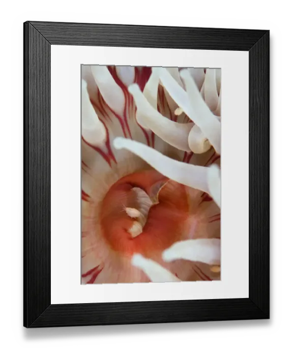Framed Print : Dahlia anemone (Urticina felina) close-up, with an Amphipod, Saltstraumen, Bod, Norway