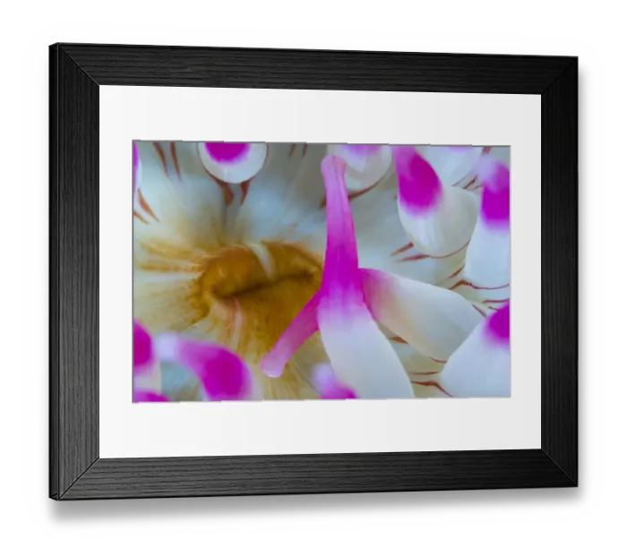 Framed Print : Dahlia anemone (Urticina felina) close-up, Saltstraumen, Bod, Norway, October 2008 Framed Print : Dahlia anemone (Urticina felina) close-up, Saltstraumen, Bod, Norway, October 2008