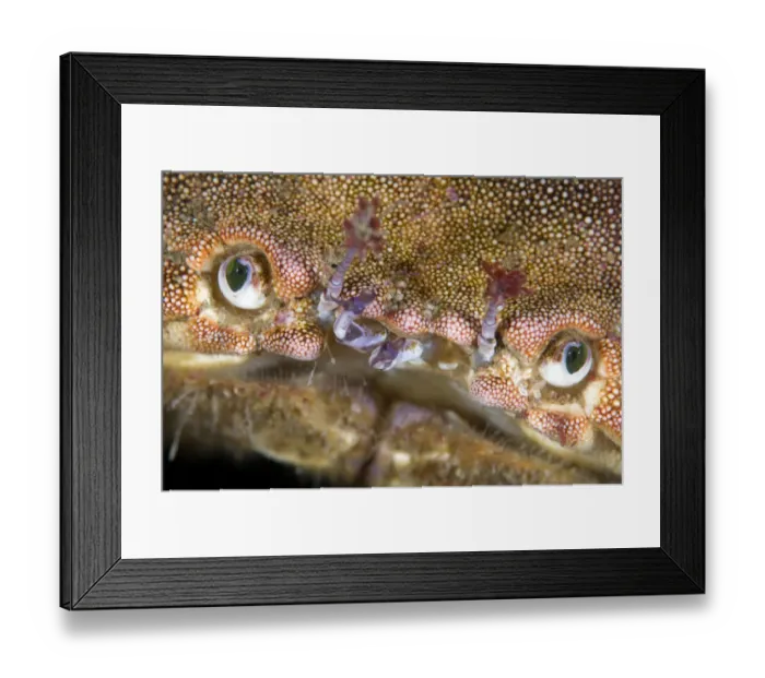 Framed Print : Edible crab (Cancer pagurus) close-up of face, Saltstraumen, Bod, Norway, October 2008 Framed Print : Edible crab (Cancer pagurus) close-up of face, Saltstraumen, Bod, Norway, October 2008