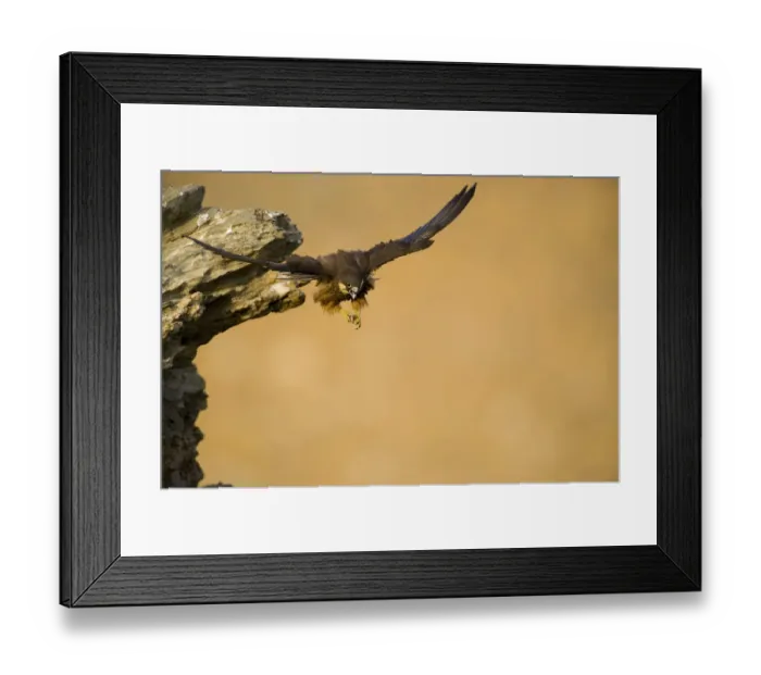 Framed Print : Eleonoras falcon (Falco eleonorae) taking off from rock ledge, Andros, Greece, September 2008 Framed Print : Eleonoras falcon (Falco eleonorae) taking off from rock ledge, Andros, Greece, September 2008