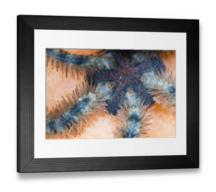 Framed Print : Brittle star (Ophiuroidea sp) Saltstraumen, Bod, Norway, October 2008 Framed Print : Brittle star (Ophiuroidea sp) Saltstraumen, Bod, Norway, October 2008