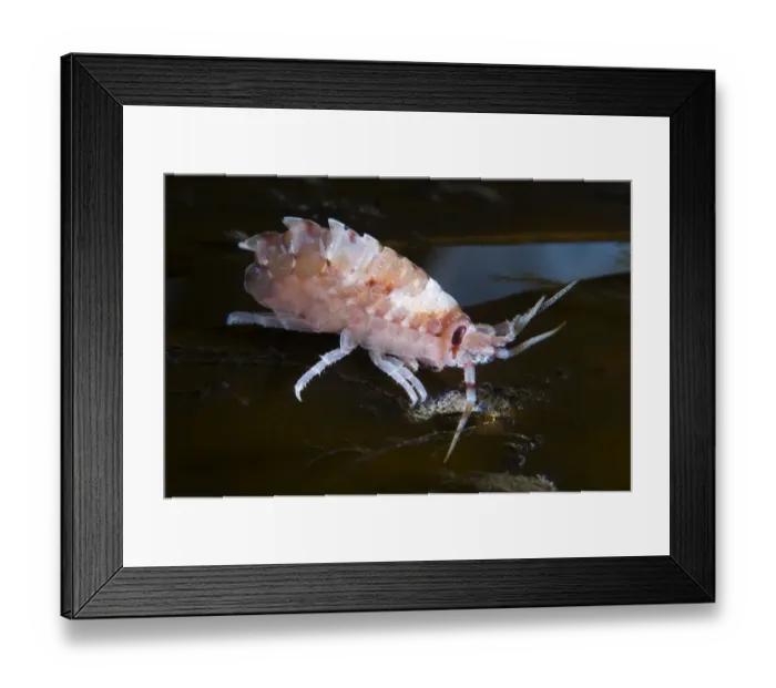 Framed Print : Amphipod (Gammarellus homari) Saltstraumen, Bod, Norway, October 2008 Framed Print : Amphipod (Gammarellus homari) Saltstraumen, Bod, Norway, October 2008