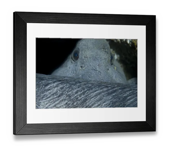 Framed Print : Atlantic wolffish (Anarhichas lupus) curled with its head behind its back, Saltstraumen Framed Print : Atlantic wolffish (Anarhichas lupus) curled with its head behind its back, Saltstraumen