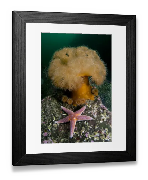 Framed Print : Common starfish (Asterias rubens) by a large Anemone, Saltstraumen, Bod, Norway Framed Print : Common starfish (Asterias rubens) by a large Anemone, Saltstraumen, Bod, Norway