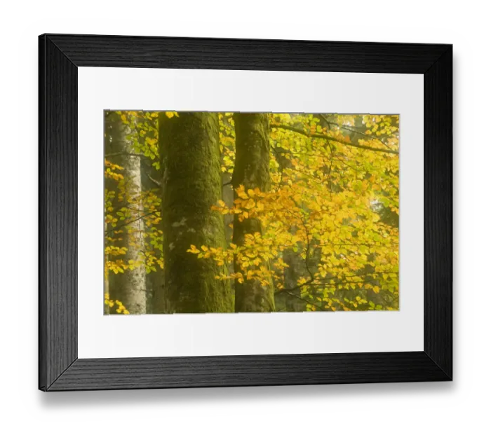 Framed Print : Autumn in Corkova Uvala, virgin mixed forest of Silver fir (Abies alba) European beech